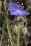 Hairyflower spiderwort